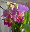 Cattleya Eva's Fabula Gloriosa (dowiana x gaskelliana)